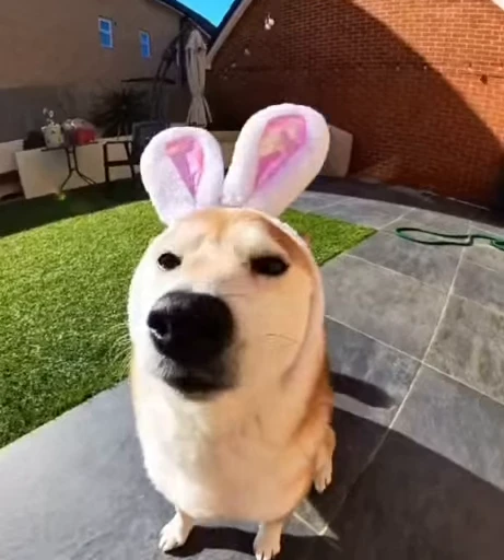 🐰 Стикер «Собаки» для Telegram