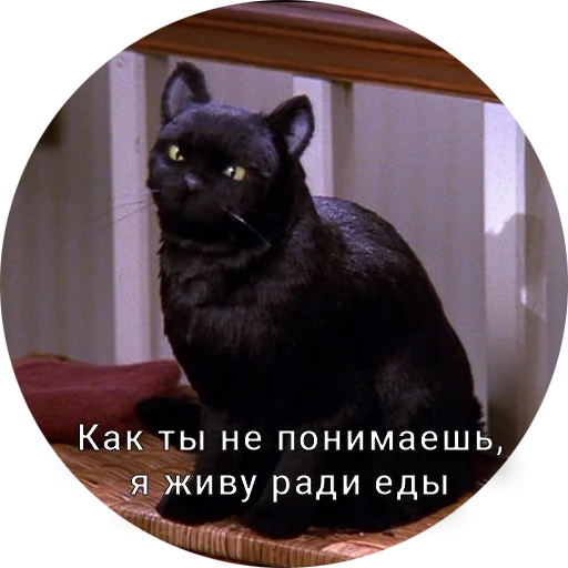 😒 Стикер «Кот Салем» для Telegram