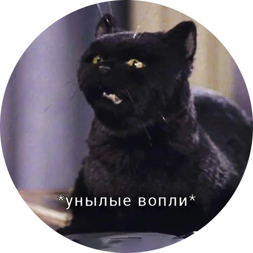 😨 Стикер «Кот Салем» для Telegram