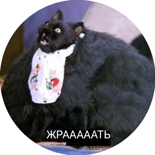 🍕 Стикер «Кот Салем» для Telegram