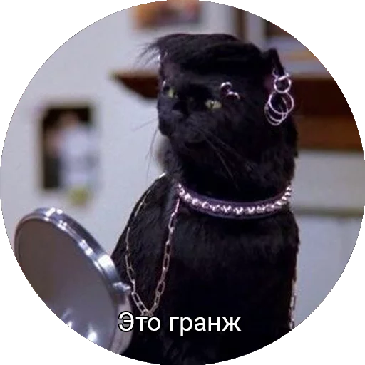 🎸 Стикер «Кот Салем» для Telegram