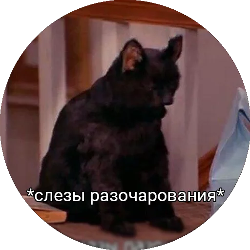 😥 Стикер «Кот Салем» для Telegram