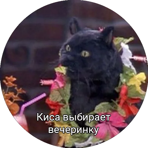 💃 Стикер «Кот Салем» для Telegram