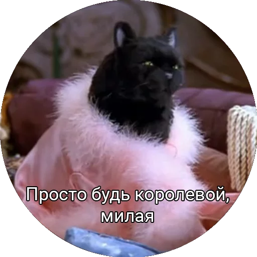 👑 Стикер «Кот Салем» для Telegram