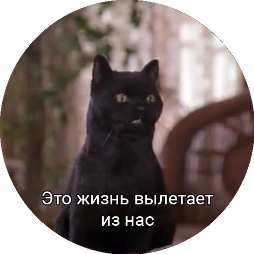 🙄 Стикер «Кот Салем» для Telegram