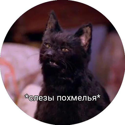 😰 Стикер «Кот Салем» для Telegram