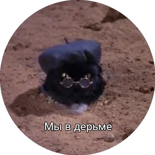💩 Стикер «Кот Салем» для Telegram