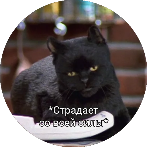 😭 Стикер «Кот Салем» для Telegram