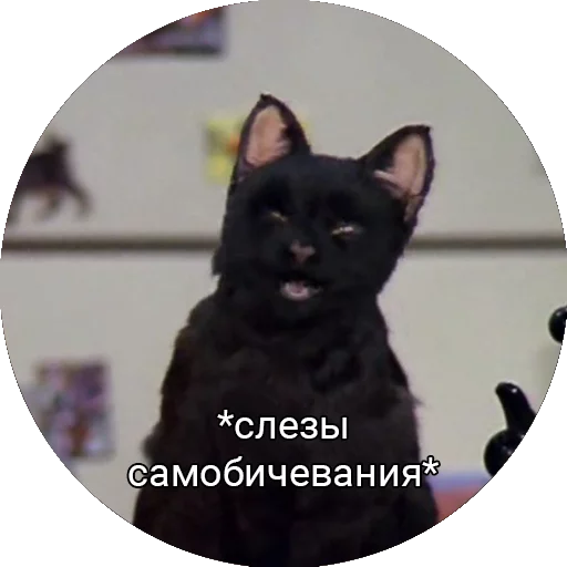 😓 Стикер «Кот Салем» для Telegram