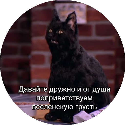 🙌 Стикер «Кот Салем» для Telegram