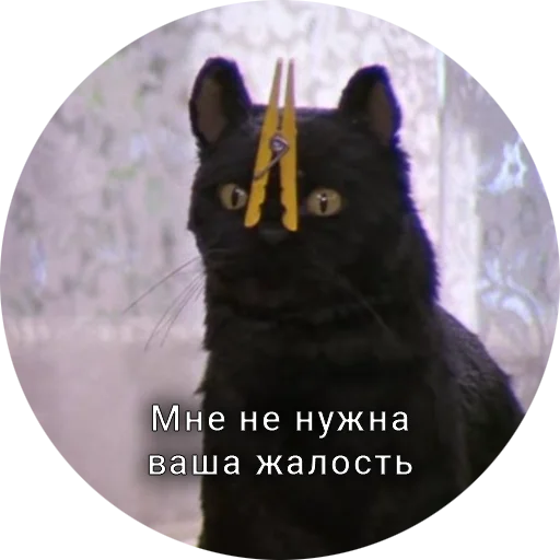 🤐 Стикер «Кот Салем» для Telegram