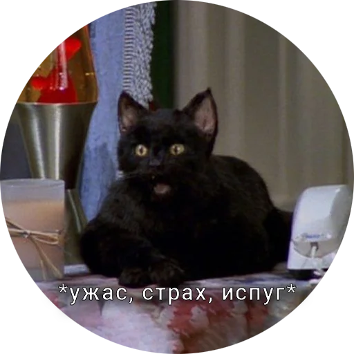 😱 Стикер «Кот Салем» для Telegram