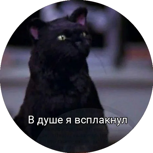 😞 Стикер «Кот Салем» для Telegram