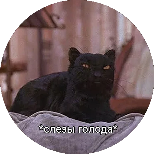 🍟 Стикер «Кот Салем» для Telegram