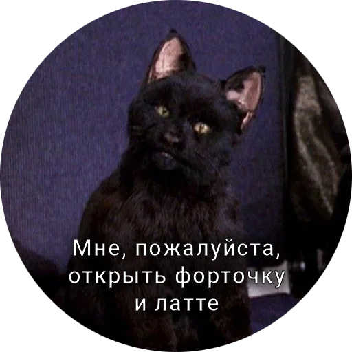 🧐 Стикер «Кот Салем» для Telegram