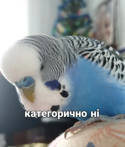🐦 Стикер «Кеша» для Telegram