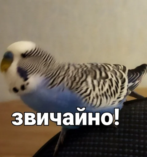 🌟 Стикер «Кеша» для Telegram