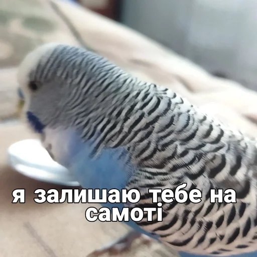 🐦 Стикер «Кеша» для Telegram