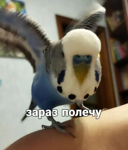 🐦 Стикер «Кеша» для Telegram