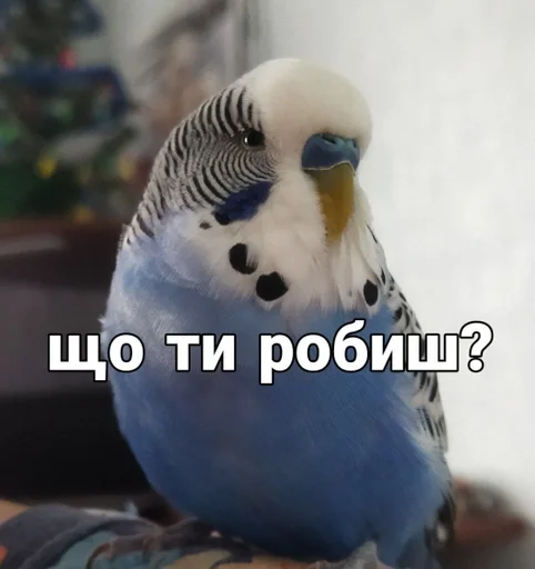 🐦 Стикер «Кеша» для Telegram
