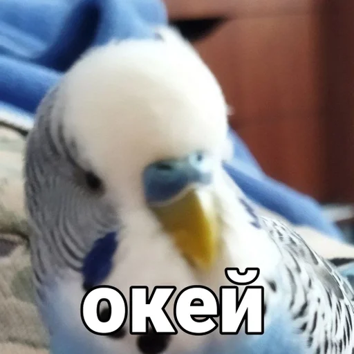 🌟 Стикер «Кеша» для Telegram