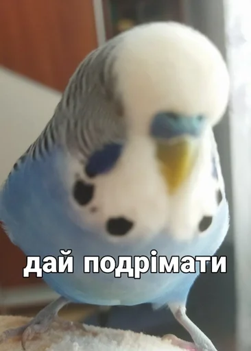 🐦 Стикер «Кеша» для Telegram