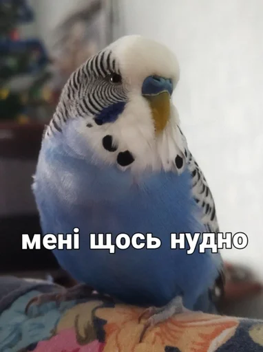 🌟 Стикер «Кеша» для Telegram