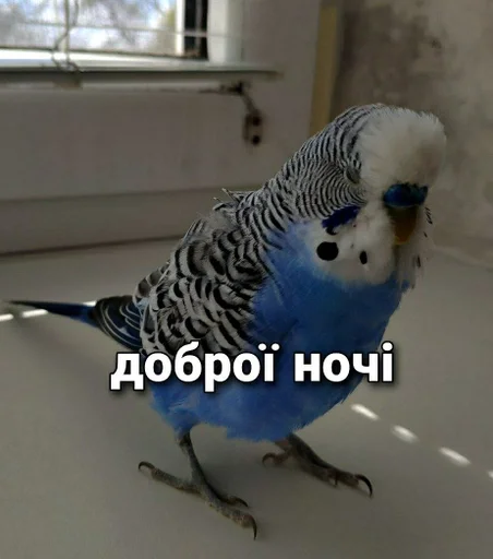🐦 Стикер «Кеша» для Telegram