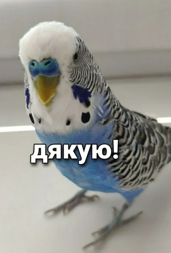 🐦 Стикер «Кеша» для Telegram