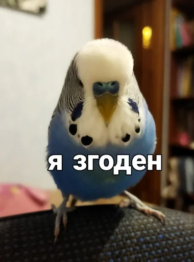 🐦 Стикер «Кеша» для Telegram