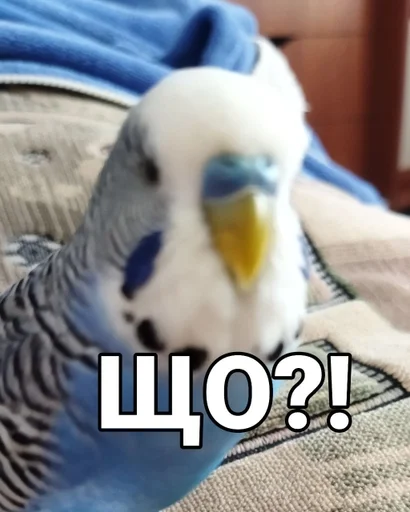 🐦 Стикер «Кеша» для Telegram