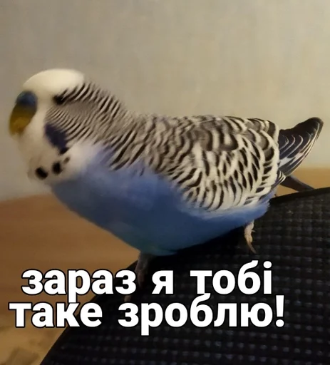 🐦 Стикер «Кеша» для Telegram