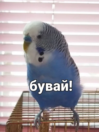 🐦 Стикер «Кеша» для Telegram