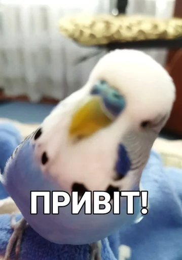 Стикерпак Кеша для Telegram
