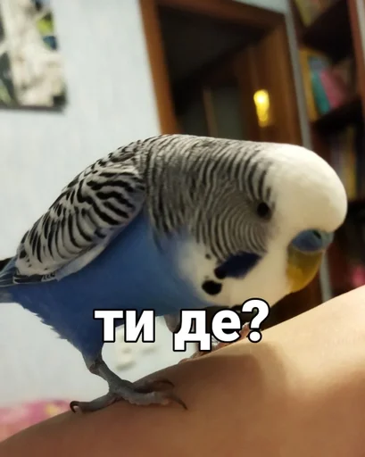 🐦 Стикер «Кеша» для Telegram