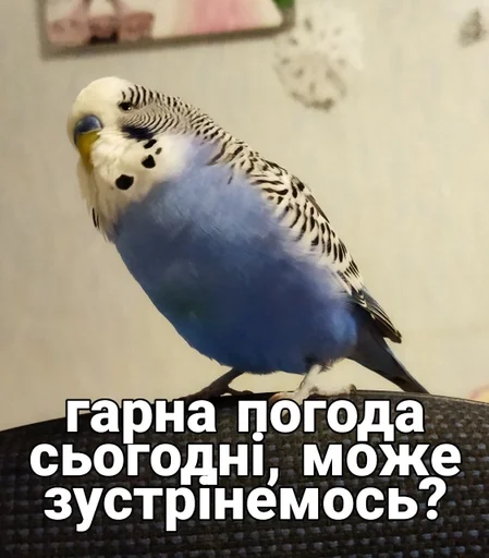 🐦 Стикер «Кеша» для Telegram