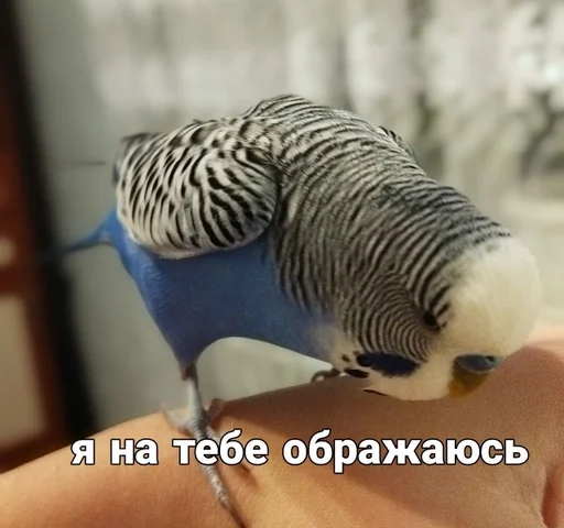 🐦 Стикер «Кеша» для Telegram