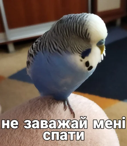 🐦 Стикер «Кеша» для Telegram