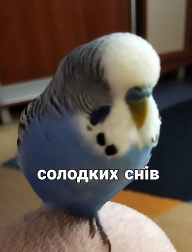 🐦 Стикер «Кеша» для Telegram