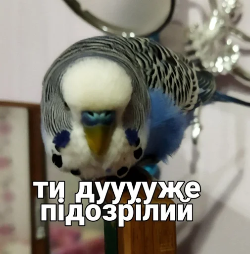 🐦 Стикер «Кеша» для Telegram