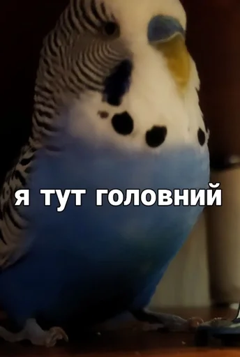 🐦 Стикер «Кеша» для Telegram