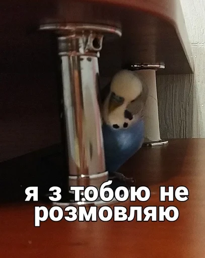 🐦 Стикер «Кеша» для Telegram