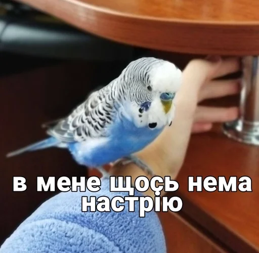 🐦 Стикер «Кеша» для Telegram