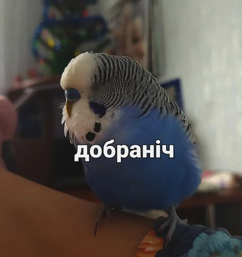 🐦 Стикер «Кеша» для Telegram