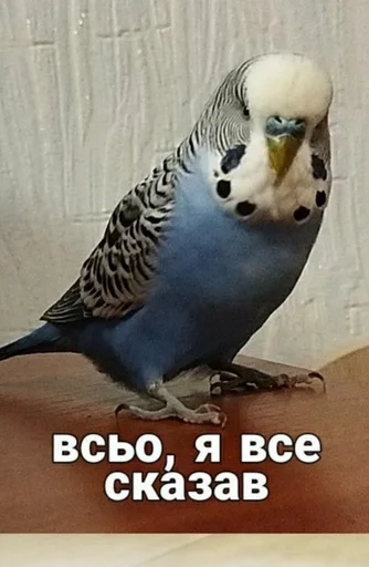 🐦 Стикер «Кеша» для Telegram
