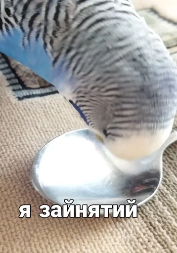 🐦 Стикер «Кеша» для Telegram