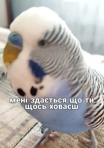 🐦 Стикер «Кеша» для Telegram