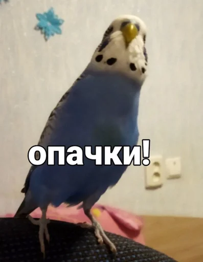 🌟 Стикер «Кеша» для Telegram