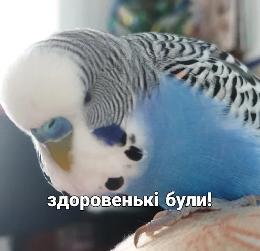 🌟 Стикер «Кеша» для Telegram