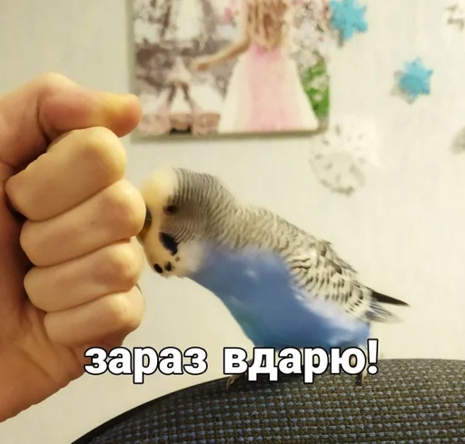🐦 Стикер «Кеша» для Telegram